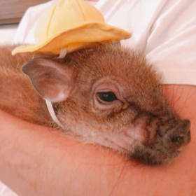 ねむねむねむ・・の画像