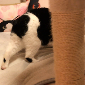 無事に脱皮の画像