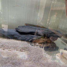 ガジョンさんとプラセネさんの画像