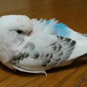 そこでねるの？の画像