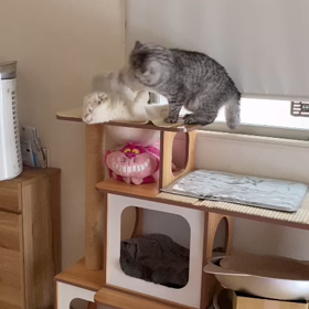 殴り合い？いえ。一方的に猫パンされてます。の画像