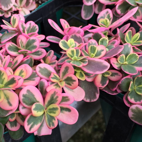 秋だしショッキングピンクのポーチュラカ‼️の画像