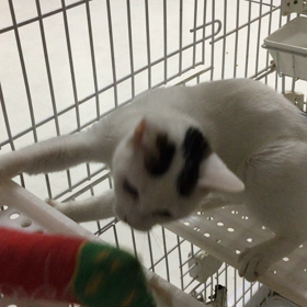 ちゅーるクッション遊びの画像