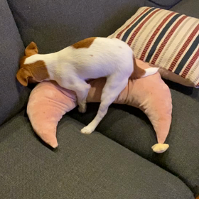 マックスショックの画像