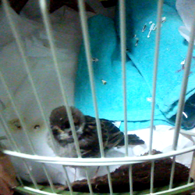 ”太陽光発電は本当にエコなの？”の画像