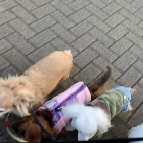 1月4日14わんこと2時間遠足　　代々木公園の画像