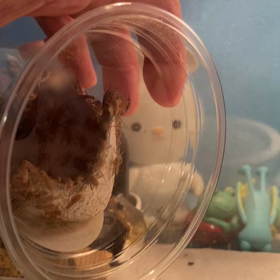 大惨事！？（閲覧注意、虫苦手な人は見ないでね）の画像