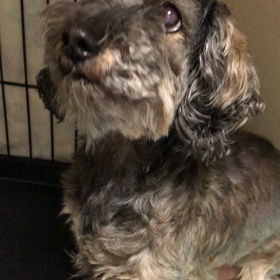 飼い主さん見つかりました！迷子犬の画像