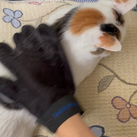 ハナちゃんのグルーミングの画像