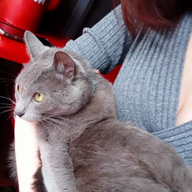 夢湖招牌貓の画像