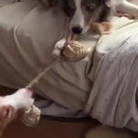 ひっぱりっこの画像