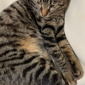 自家製猫じゃらしฅ•ω•ฅの画像