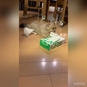 今日の　むーちゃん(=^x^=)の画像