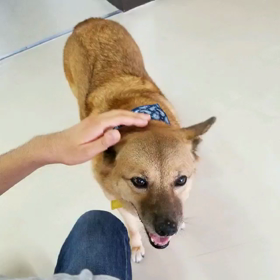 やわらかい表情　ネコチャンのおかげの画像