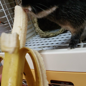高級バナナのお味はの画像