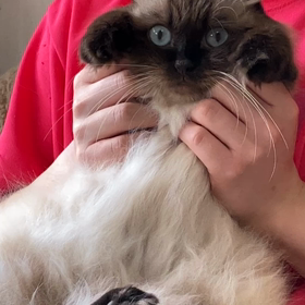 ちぃちゃんダンス♪( ᐛ و(و "♪の画像