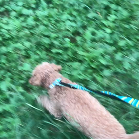 ♪お散歩動画♪代々木公園♪の画像