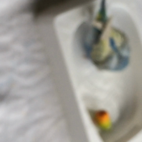 ぴぃさんの水浴びの画像