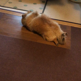 大きなツチノコの画像