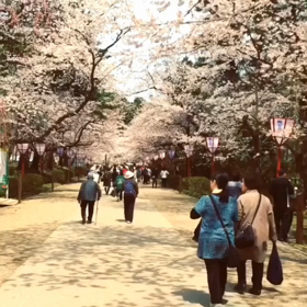 花見だ わっしょい！の画像