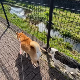 柴犬と猫ちゃんのお散歩の画像