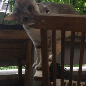 どっちニャo(｀ω´ )oの画像