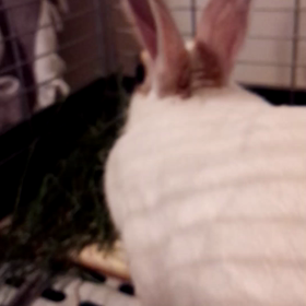 ムシャムシャ食べていますの画像