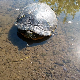 Turtle…現れる‼️の画像