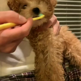 きなこ初歯磨き♡の画像