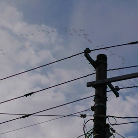 渡り鳥？の画像