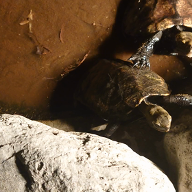 屋上番長の画像