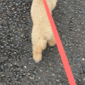 今日のお散歩の画像