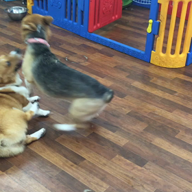 じゃれあい  動画の画像