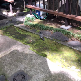 ダキニの神様のところで畑のお願い事の画像