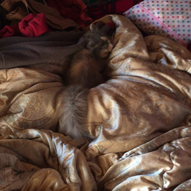 アイドルの画像