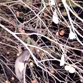 すぎぴたんの事件簿シーズン3　86話（店内でお食事中）の画像