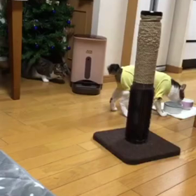 仕事で遅くなって初のメガダンスへ… 先住猫のデールが可愛そう。の画像