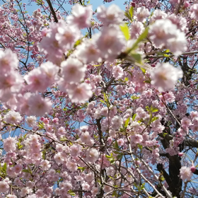 垂れ桜…動画をアップしますの画像