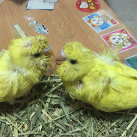 WF羽衣セキセイインコの画像