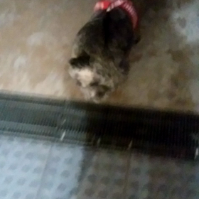 お泊まりサラちゃんの画像