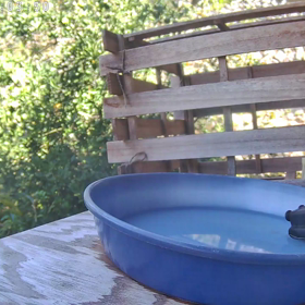 すぎぴたんの事件簿シーズン3　400話（お風呂の水を全部抜かれてクレーム！　ヤマガラ）の画像