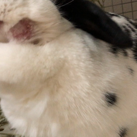 【都内でオススメのうさぎ専門病院を教えてください！】の画像