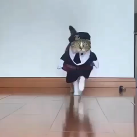 猫ちゃんのファッションショー❣️の画像