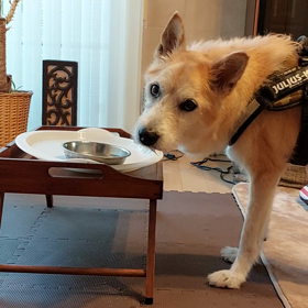 七夕の日に前庭疾患を発症しました。の画像