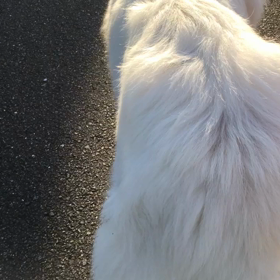 お尻プリプリ朝散歩( ^ω^ )の画像