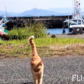 相島ネコパラダイスの画像