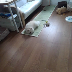 昼寝してるの画像