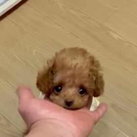 ❤️決まりした❤️ぴくぴくちゃん動画の画像