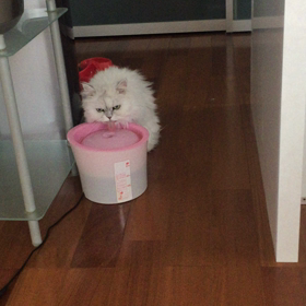 昨日の鳥さんの画像