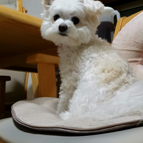 なつぞらの画像